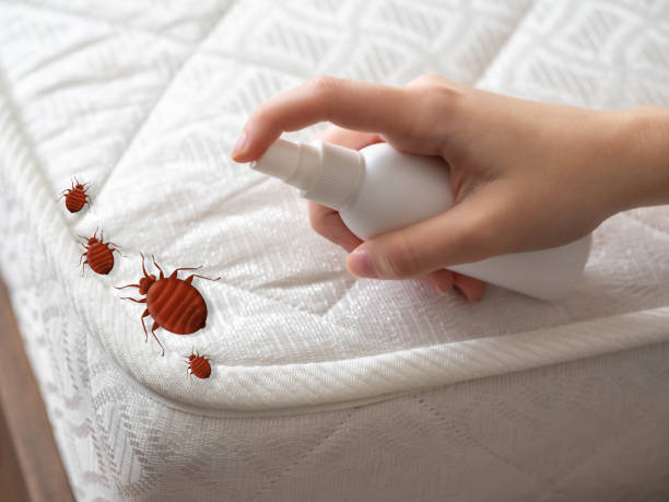 Wasp Removal Services in University Park, MD